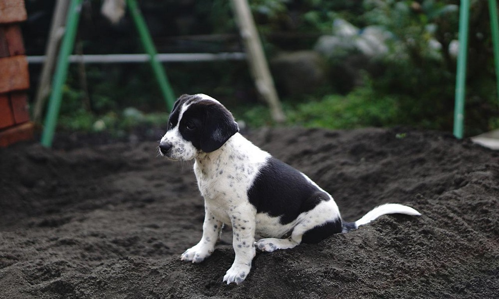 Grey Dog Names Inspired by Nature