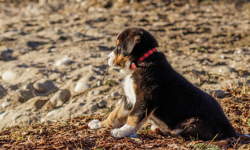 Guard Bernese Mountain Dog Names