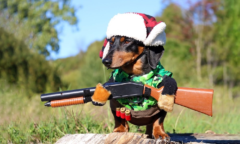 500-gun-dog-names-that-makes-amazing-sense