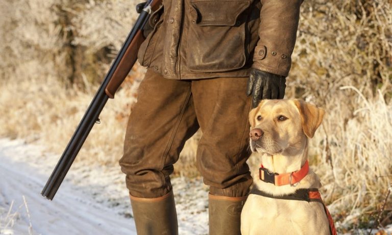 500-gun-dog-names-that-makes-amazing-sense