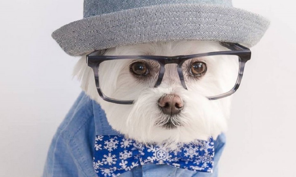 Hipster Female Dog Names