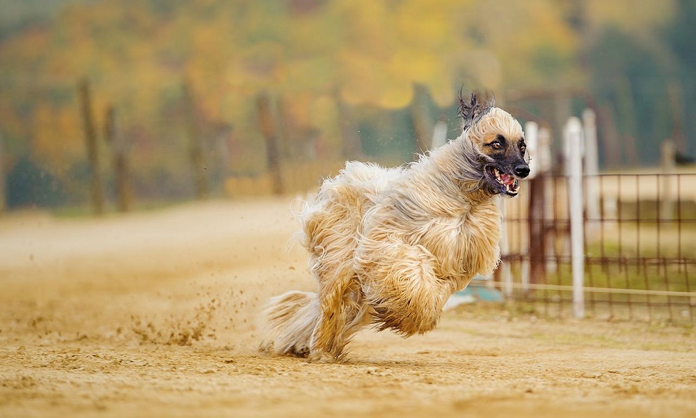 Hunting Hound Dog Names