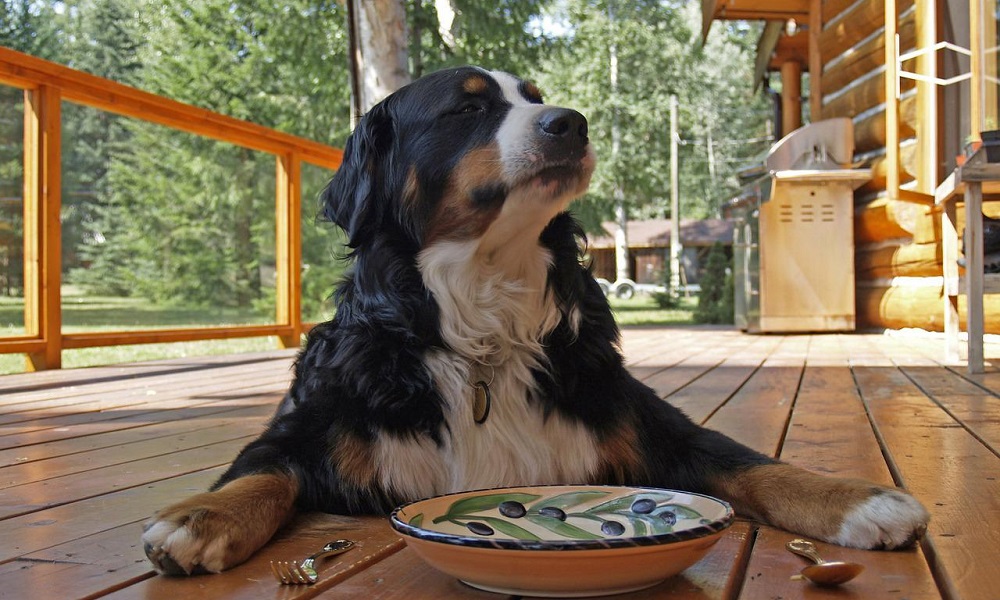 Intelligent Bernese Mountain Dog Names