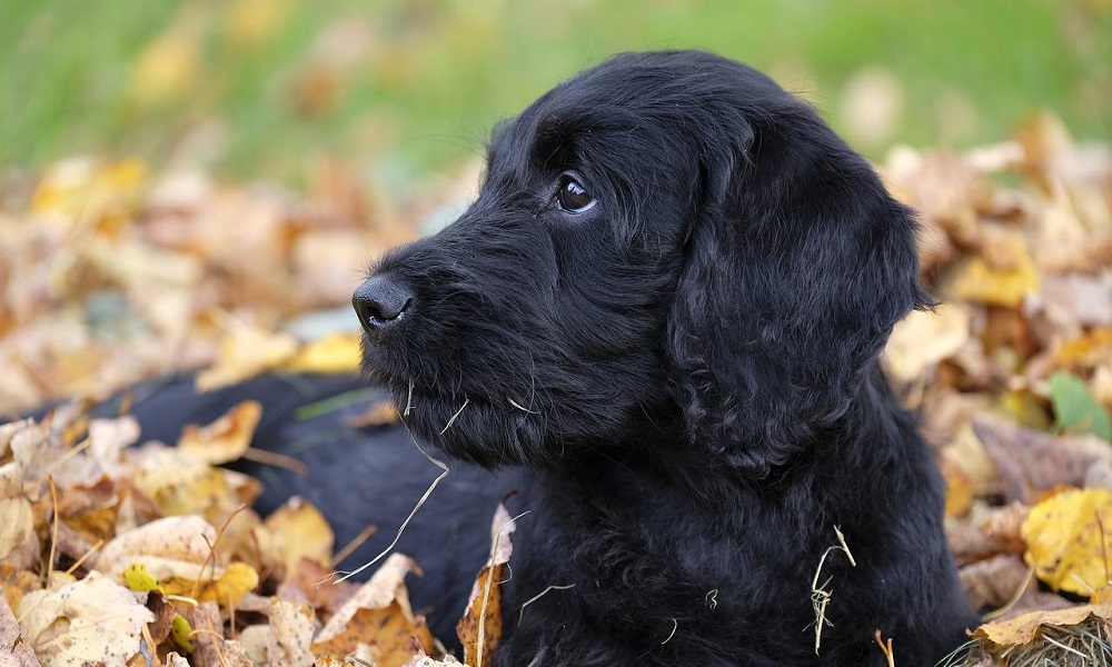 Labradoodle Names Inspired by Body Traits