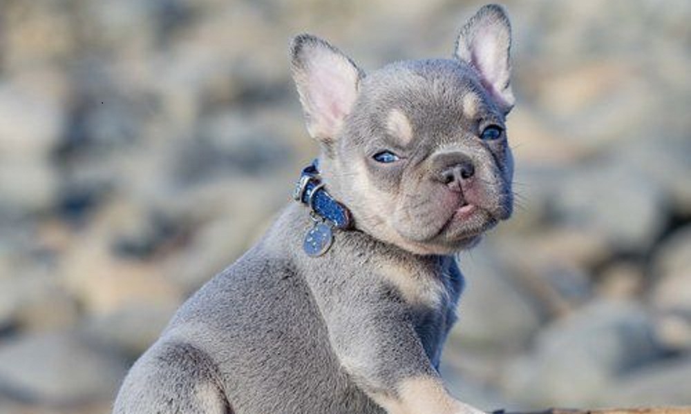 Lilac French Bulldog