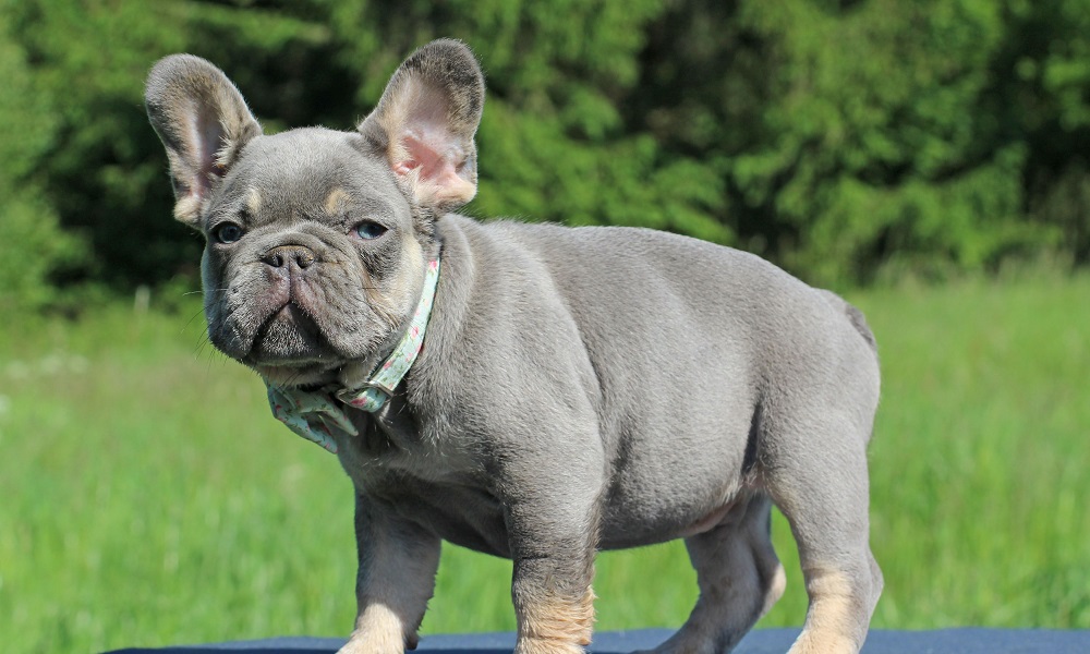 Lilac and Tan French Bulldog