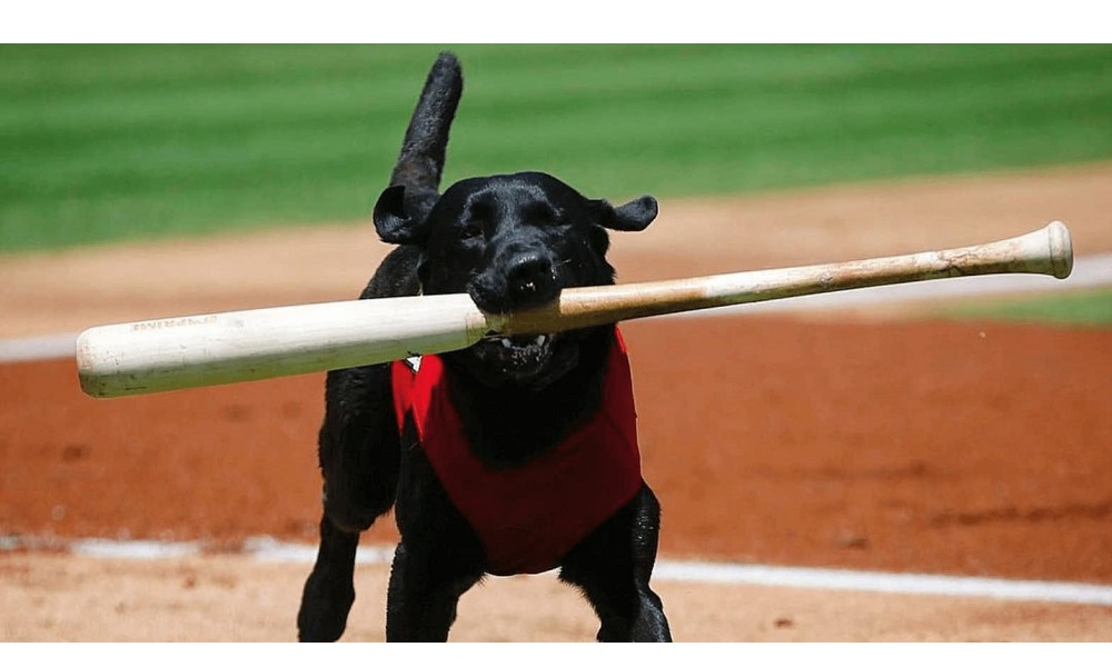Sports Dog Names [265+ Ideas from Baseball, Hockey, Golf, Soccer, etc]