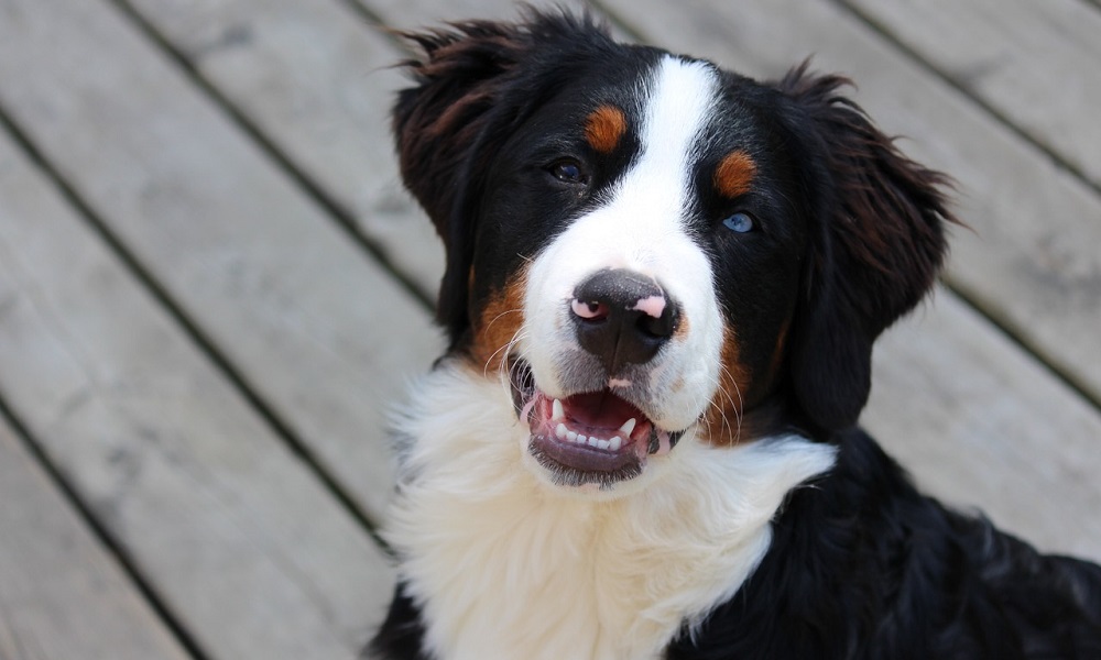 Male Bernese Mountain Dog Names