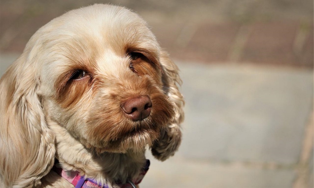 Male Cockapoo Names