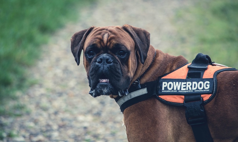 Names For Fat Boy Dogs