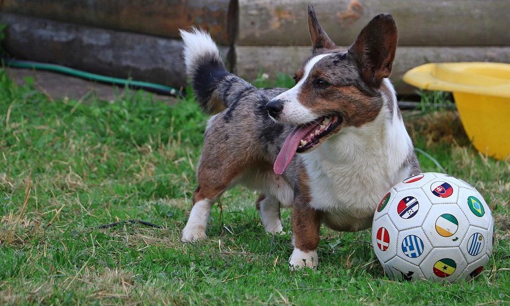 Male Football Dog Names