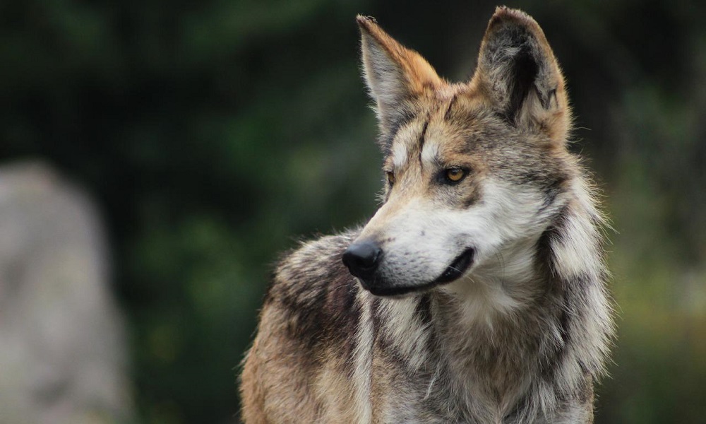 200-wolf-names-finding-the-right-one