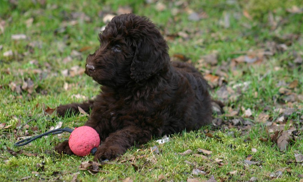 Mini Labradoodle Names for Puppies