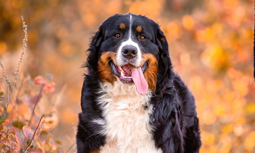 Modern Bernese Mountain Dog Names