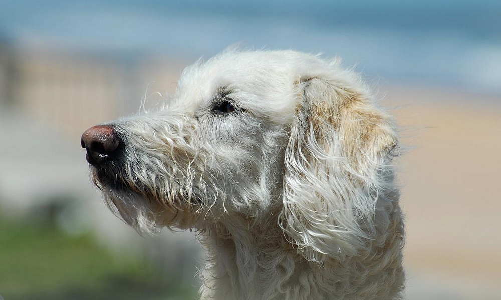 Names for Labradoodles Based on their Personalities