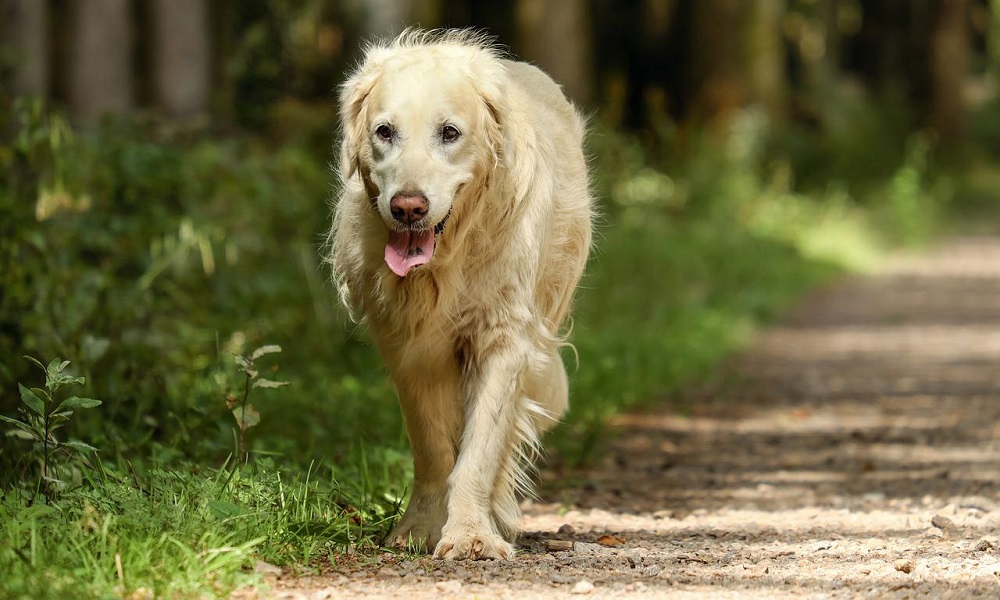 Old Rescue Dog Names