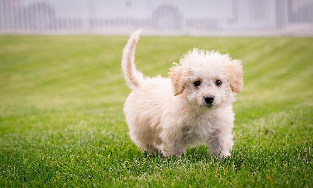 One-Syllable Cute Dog Names