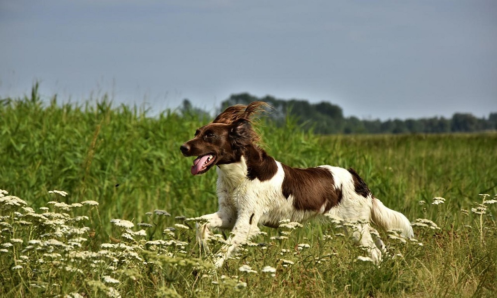 One-Syllable Names for Hunting Dogs