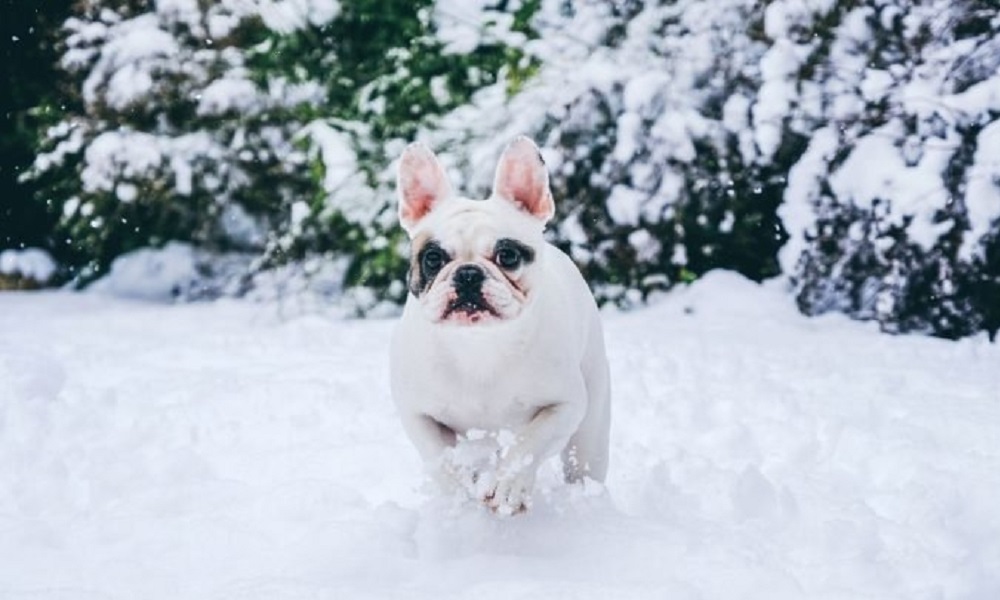 Piebald French Bulldog