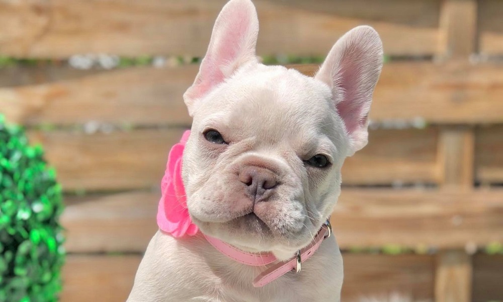 Platinum Color French Bulldog