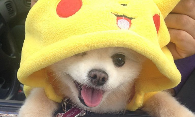 Pokemon Dog Names: 150+ Perfect Ideas Your Pup