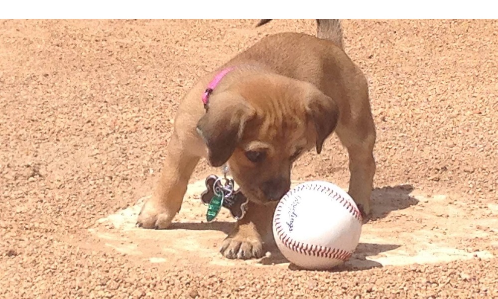 Puppy Baseball Names