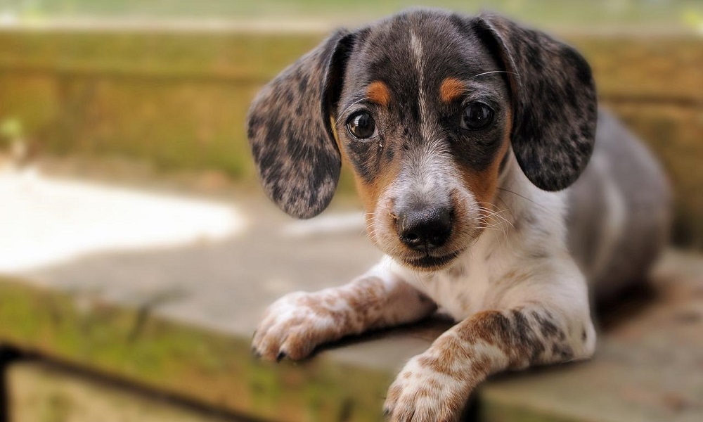 Puppy Hound Dog Names