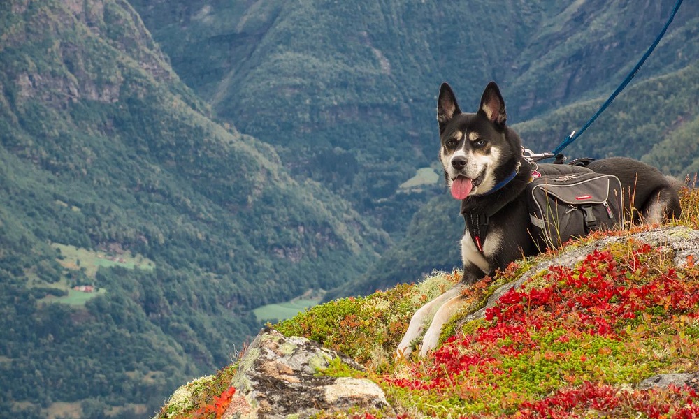 Stray Rescue Dog Names