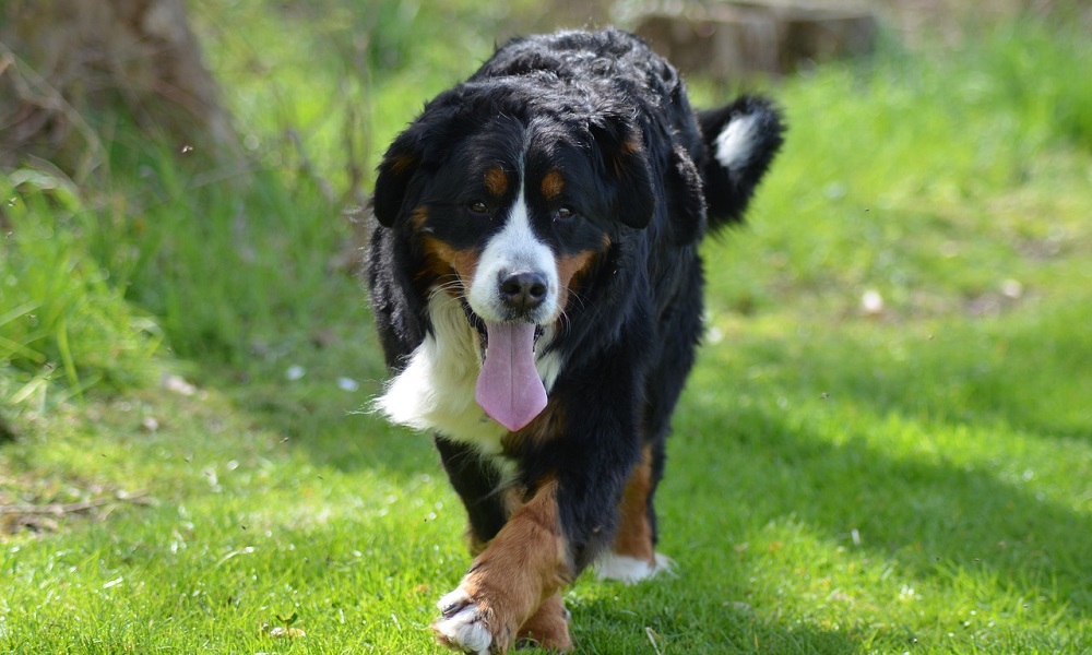 Strong Bernese Mountain Dog Names