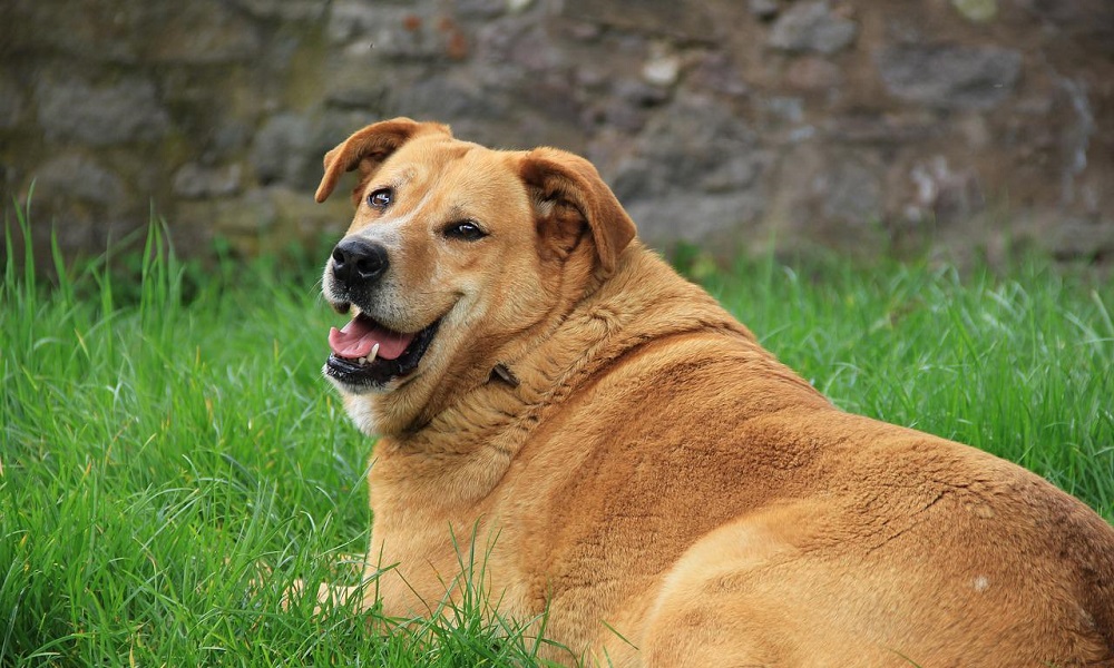 Strong Fat Dog Names