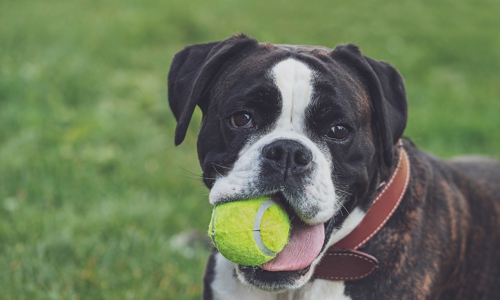 Top Brindle Dog Names