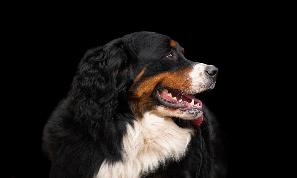 Unique Bernese Mountain Dog Names