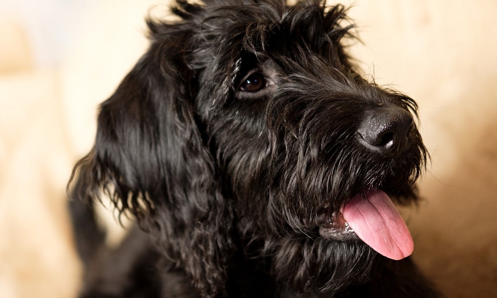 Unique Labradoodle Names