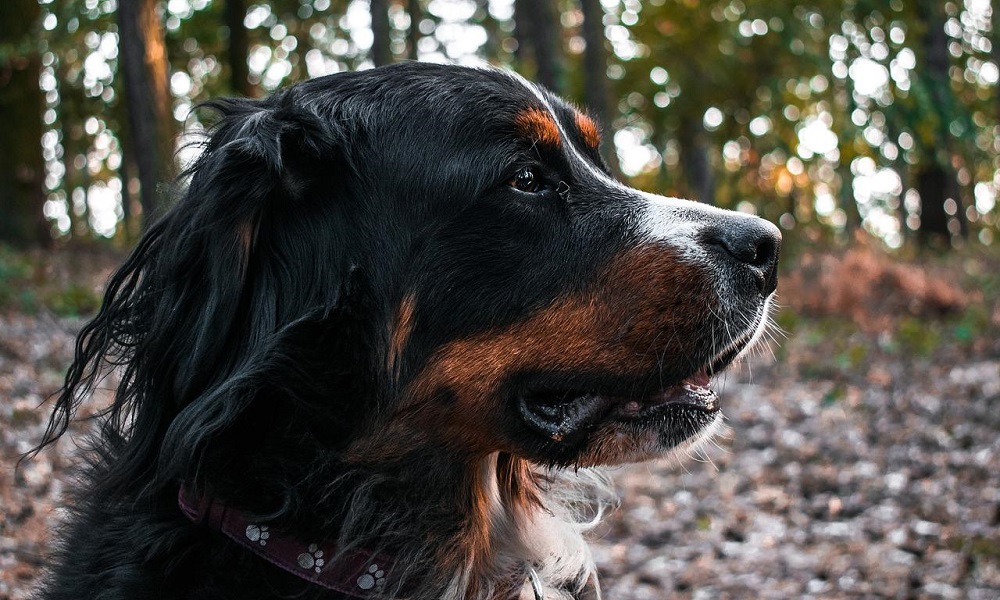 Unisex Bernese Mountain Dog Names