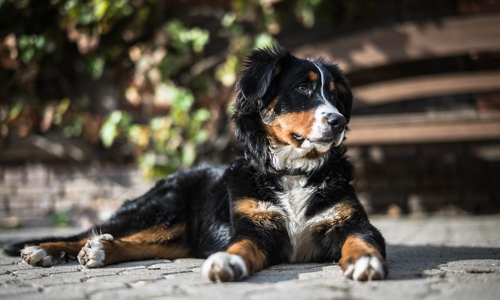 Unusual Bernese Mountain Dog Names