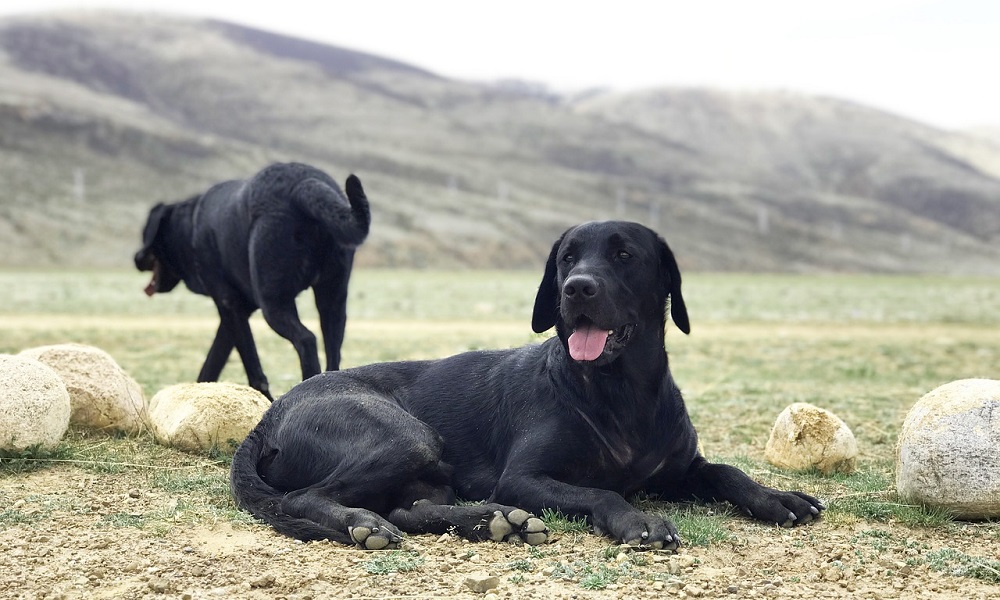 Unusual Black Labrador Names