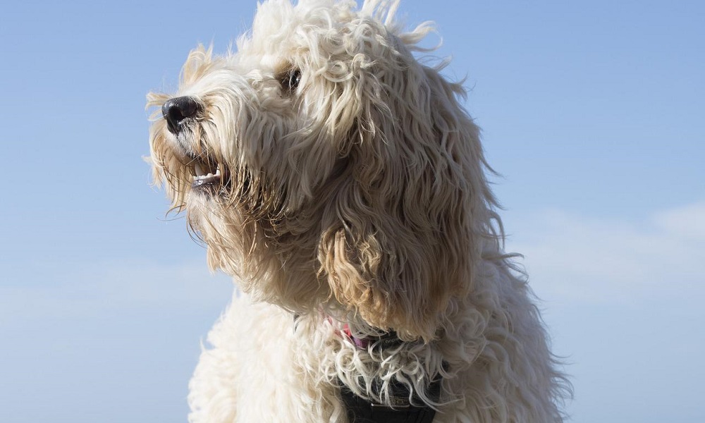 White Cockapoo Names