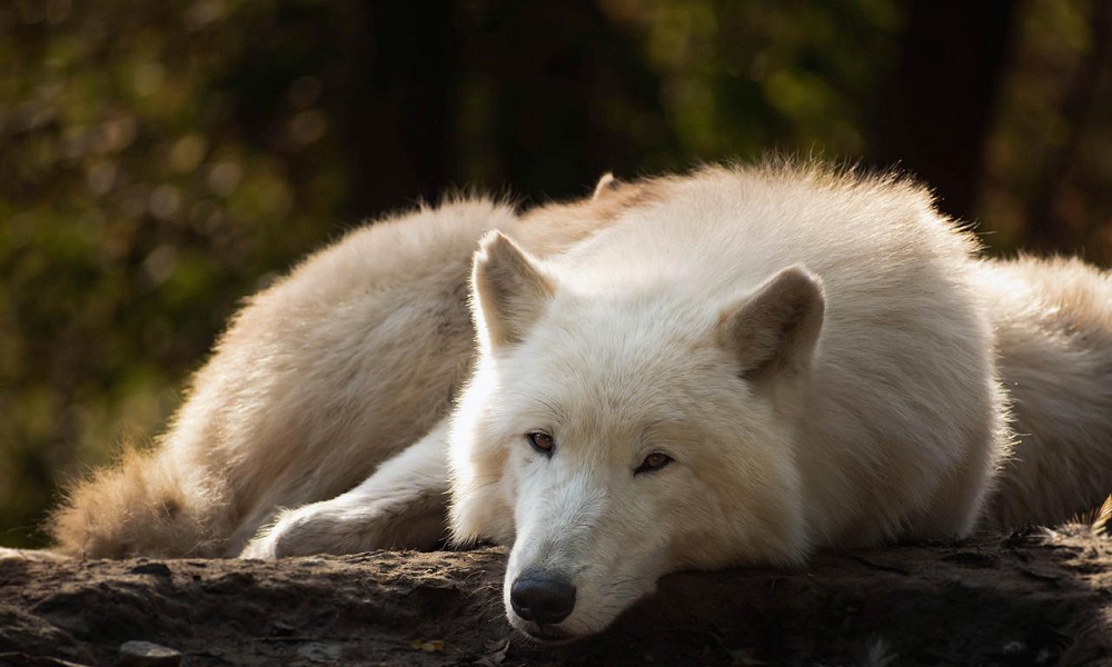 White Wolf Names