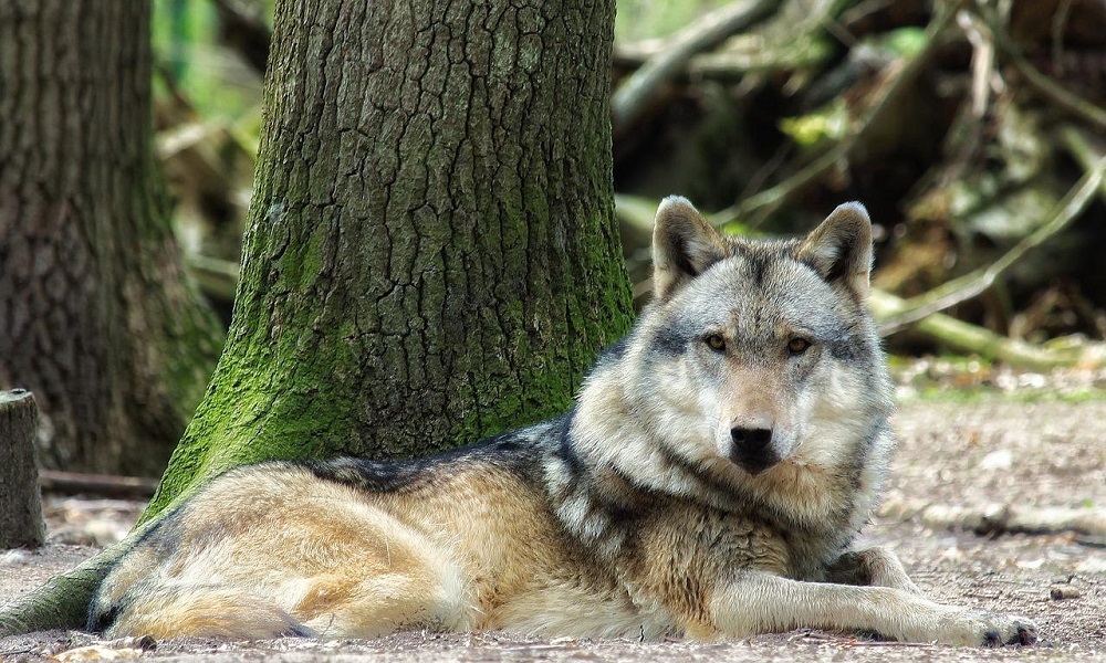 Wolf Names Based on Color