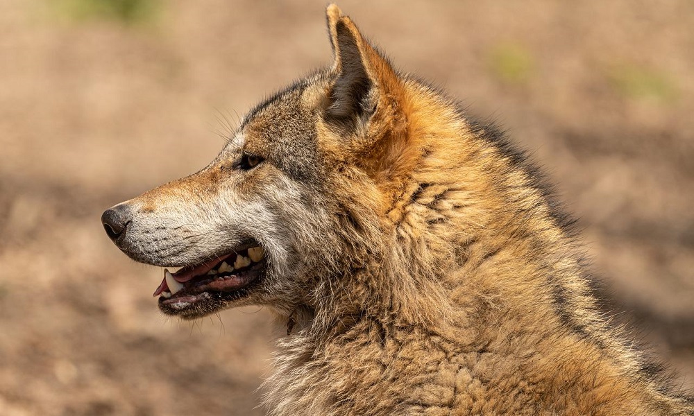 Wolf Names Inspired by Mythology