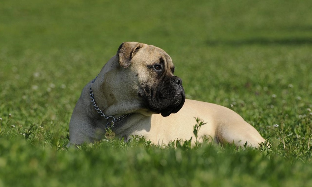 Bullmastiff