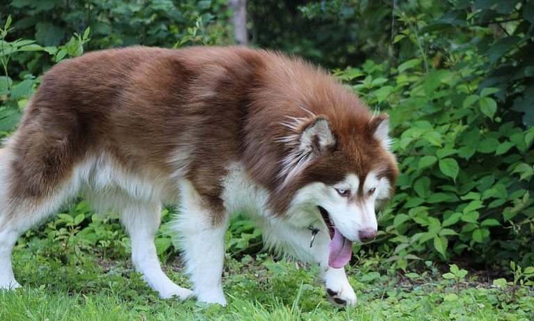 Husky Mixed Breeds that are Perfect for Your Family