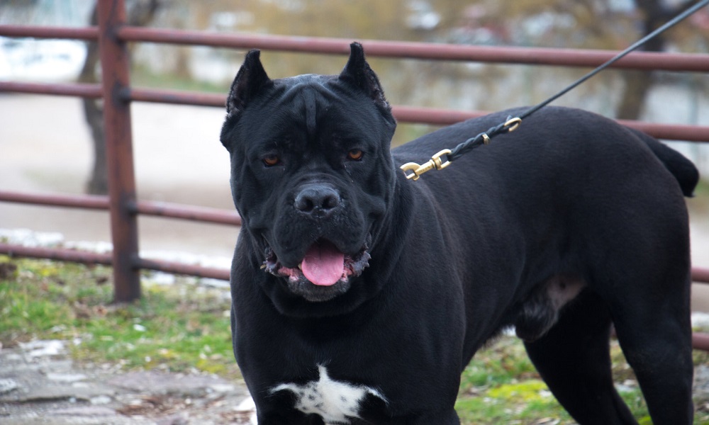 Ambullneo Mastiff