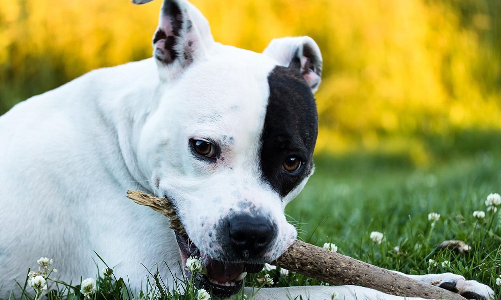 American Staffordshire Terrier