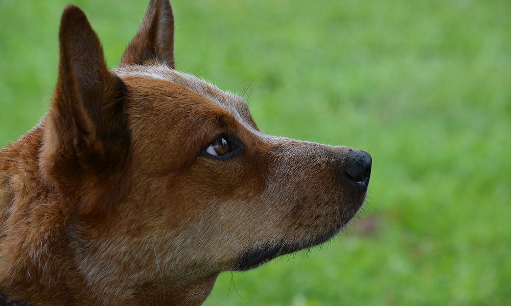 Australian Cattle Dog