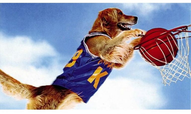 Basketball Dog Names: 150+ Popular Ideas
