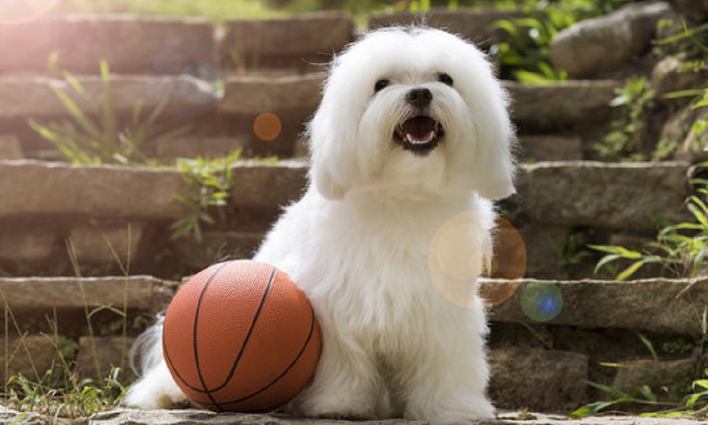 Basketball Mascot Dog Names