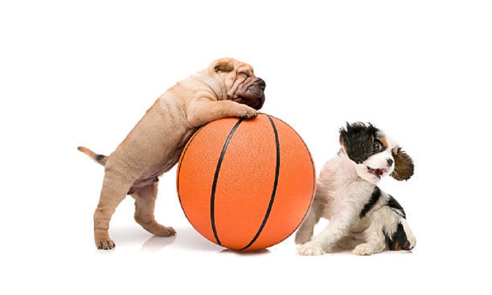 Basketball Team Dog Names