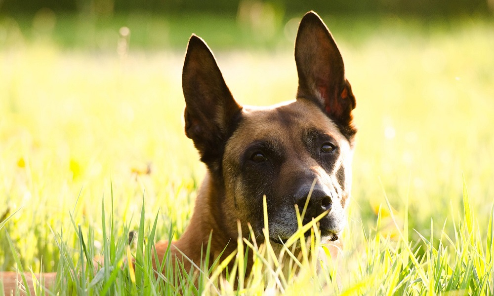 Belgian Malinois