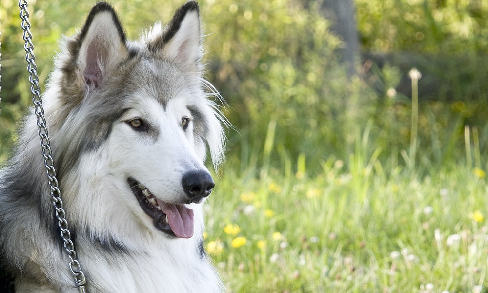 Best American Indian Dog Names